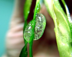 Indoplanorbis exustus