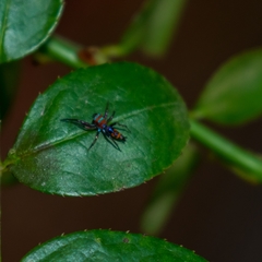 Chrysilla volupe