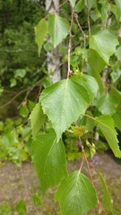 Betula pendula