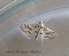 Parapoynx affinialis