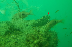 Aplodactylus arctidens