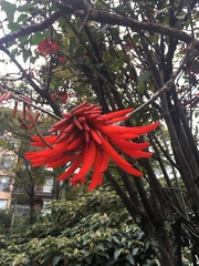 Erythrina rubrinervia
