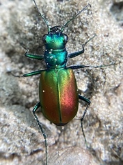 Cicindela scutellaris scutellaris