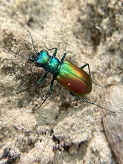 Cicindela scutellaris scutellaris