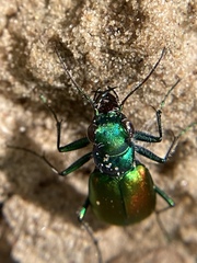 Cicindela scutellaris scutellaris