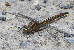 Phanogomphus spicatus
