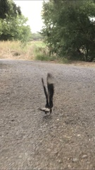 Caracara plancus