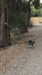 Caracara plancus