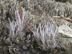 Tillandsia fresnilloensis