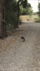 Caracara plancus