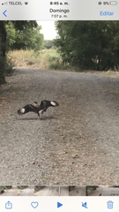 Caracara plancus