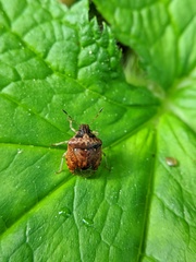 Cosmopepla intergressa