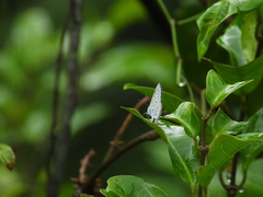 Celastrina lavendularis himilcon