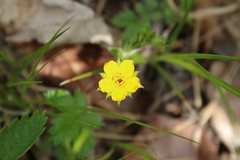 Potentilla canadensis
