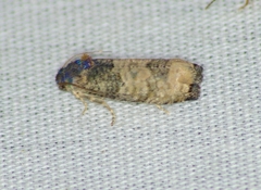 Epiblema obfuscana