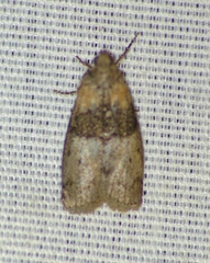 Tlascala reductella