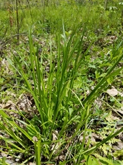 Carex gracillima