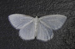 Protitame virginalis