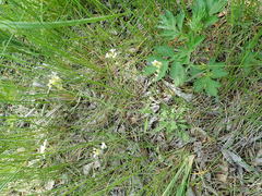 Arabidopsis arenosa