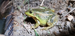 Pelophylax chosenicus