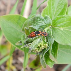Tropidothorax leucopterus