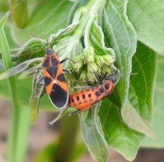 Tropidothorax leucopterus
