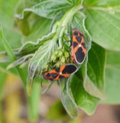 Tropidothorax leucopterus