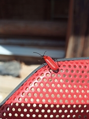Pyrochroa coccinea