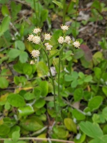 Antennaria racemosa Hook.
