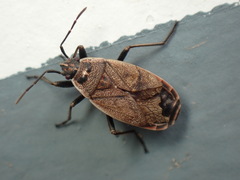 Pyrrhocoris