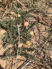 Astragalus plattensis