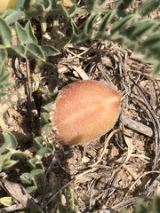 Astragalus plattensis