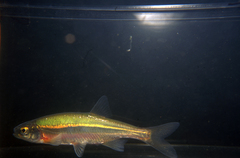 Richardsonius balteatus