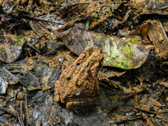 Rhinella marina