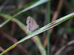 Mycalesis gotama nanda