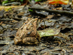 Rhinella marina