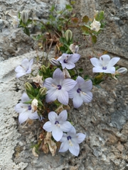 Campanula fragilis