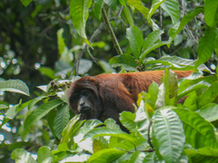 Alouatta
