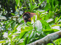 Alouatta