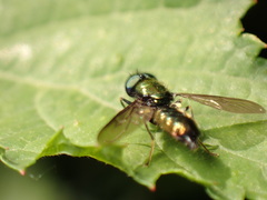 Chloromyia