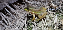 Pelophylax chosenicus