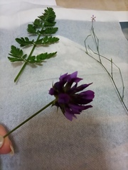 Bituminaria bituminosa