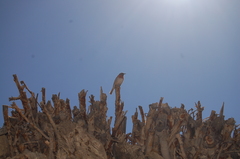 Prunella rubeculoides