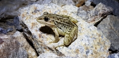 Pelophylax nigromaculatus