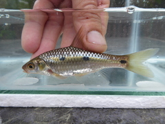 Enteromius trimaculatus