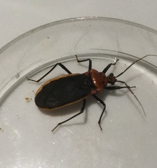 Rhiginia cinctiventris