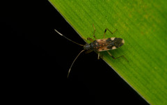 Ozophora burmeisteri