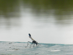 Eremnophila