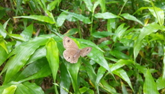 Ypthima multistriata