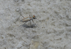 Habroscelimorpha dorsalis saulcyi